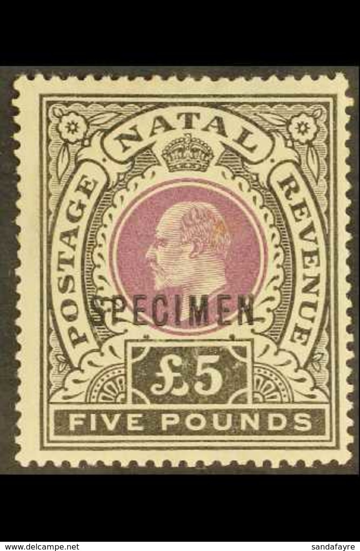 NATAL  1902 £5 Mauve And Black Opt'd "SPECIMEN", SG 144s, Fine Mint. For More Images, Please Visit Http://www.sandafayre - Ohne Zuordnung