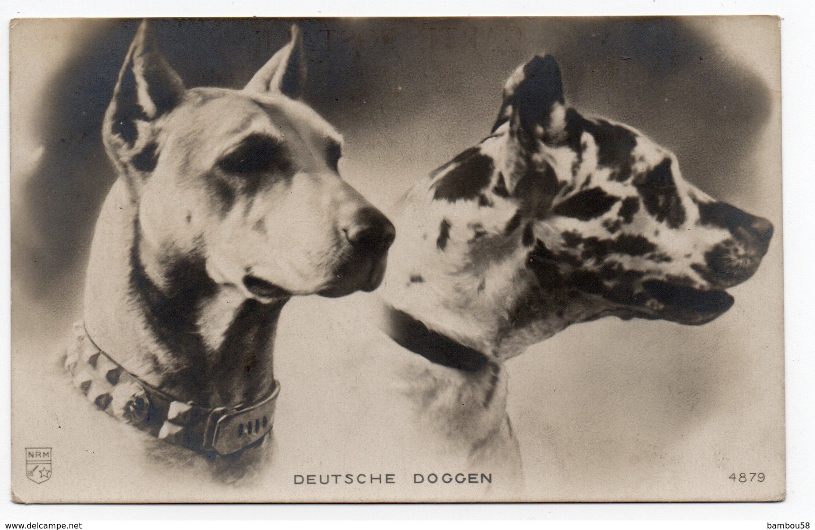 ANIMAUX - CHIEN * DOG * CARTE PHOTO DOGUE * DEUTSCHE DOGGEN * Carte N° 4879 - Dogs