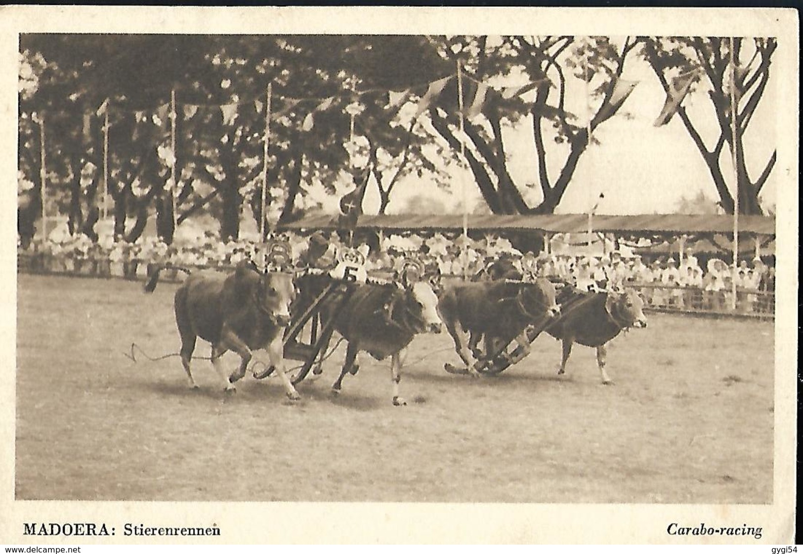 MADOERA  STIERENRENNEN - Indonésie