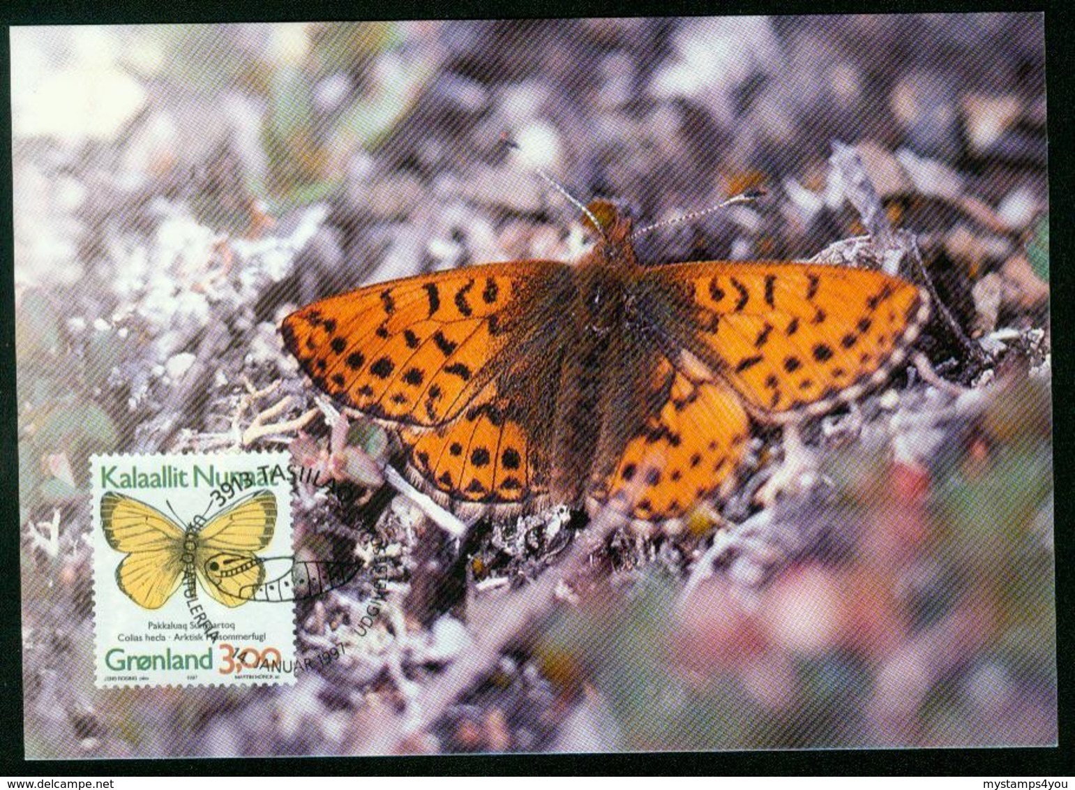 Mk Greenland Maximum Card 1997 MiNr 302 Y (fl) | Butterflies. Northern Clouded Yellow - Cartes-Maximum (CM)