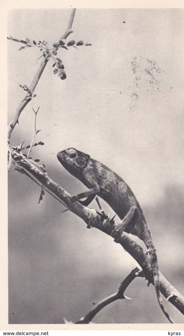 Cpsm 10,5 X 18 Pub Labo LA BIOMARINE . SIERRA LEONE . Caméléon + 2 T.P. = 1d Rouge/noir + 1/2d Vert/noir - Sierra Leona