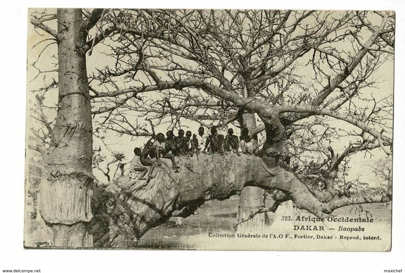 Sénégal - Dakar - Baopabs (groupe D'enfants Sur Une Branche) Circulé 1931, Sous Enveloppe - Sénégal