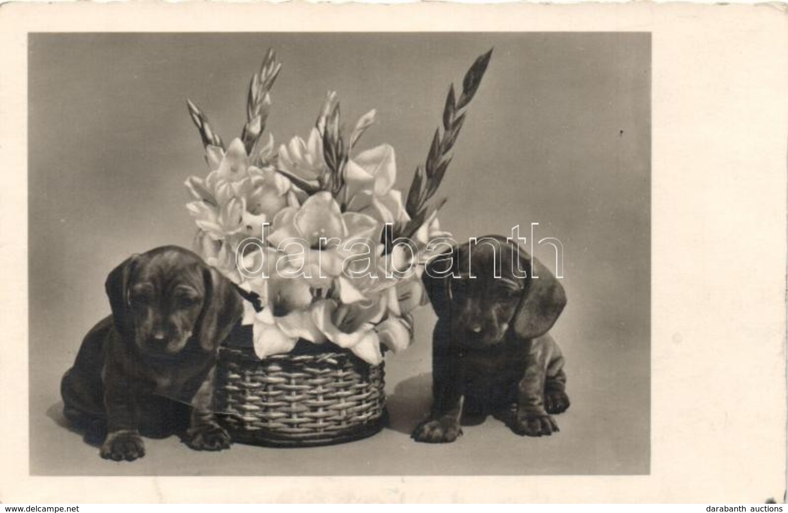 * T2/T3 Puppies With Flower - Non Classificati