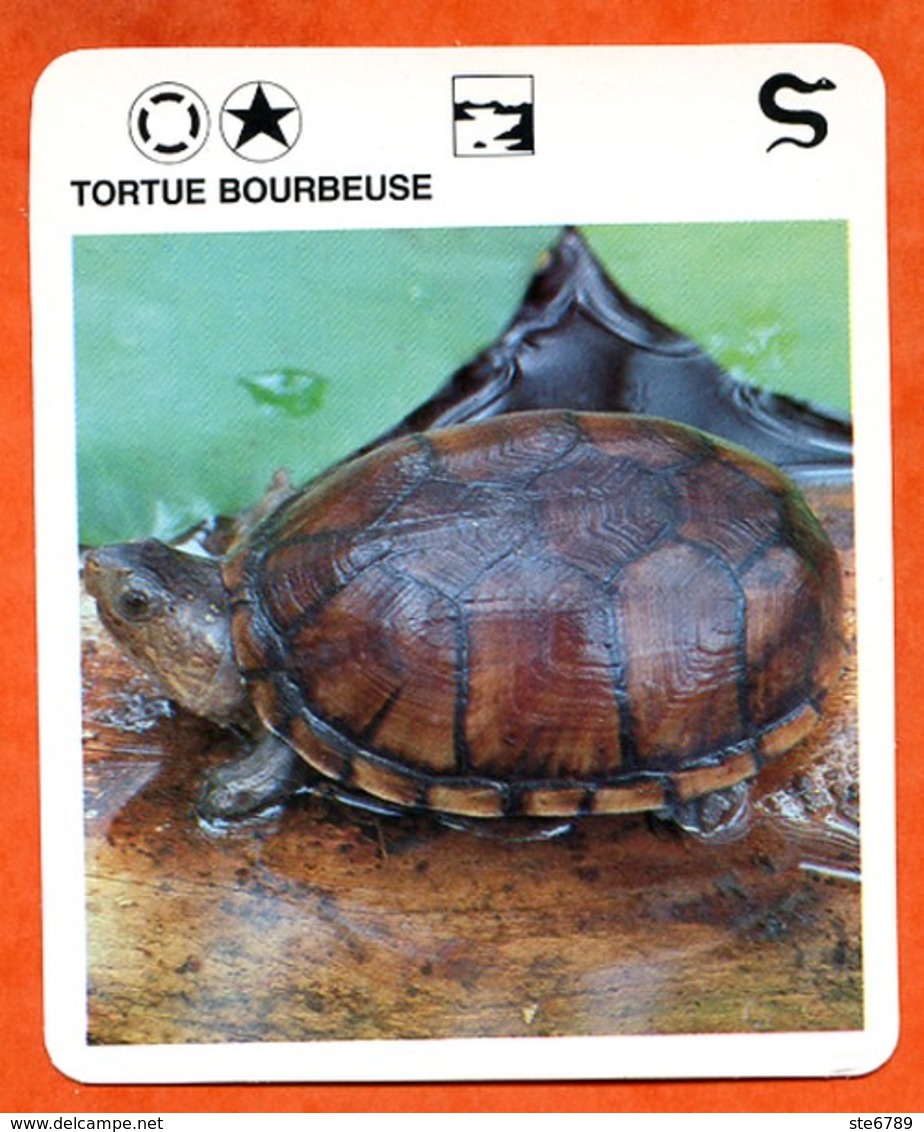 TORTUE BOURBEUSE  Reptiles Animal Fiche Illustree Documentée - Animales