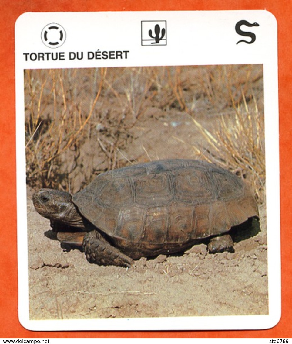 TORTUE DU DESERT  Reptiles Animal Fiche Illustree Documentée - Animales