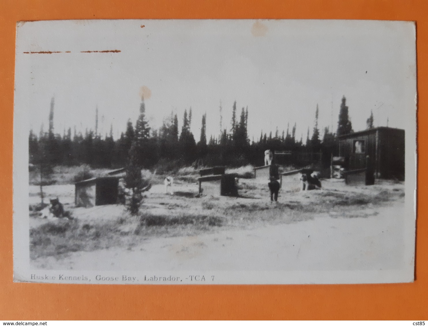 Carte Postale - Huskie Kennels , Goose Bay , Labrador - TCA 7 - Other & Unclassified