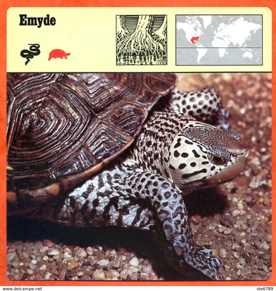 EMYDE Tortue Animaux Animal Fiche Illustree Documentée - Animales