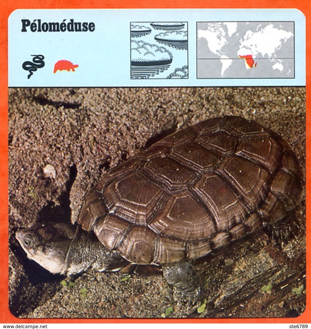 PELOMEDUSE Tortue Animaux Animal Fiche Illustree Documentée - Animales