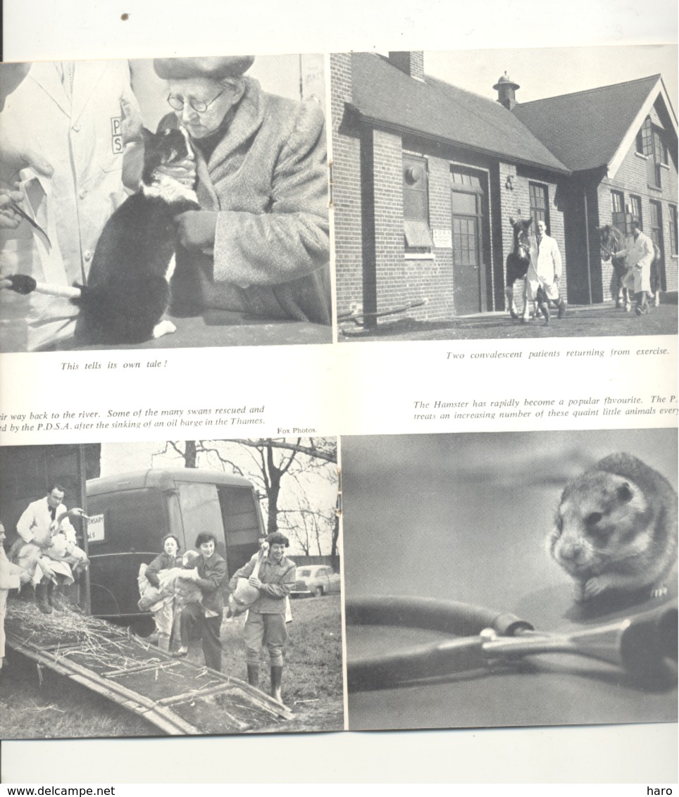 The Peoples Dispensary For Sick Animals - SPA Anglaise - +/- 1955 - 38e Report  (gr) - Pet/ Animal Care