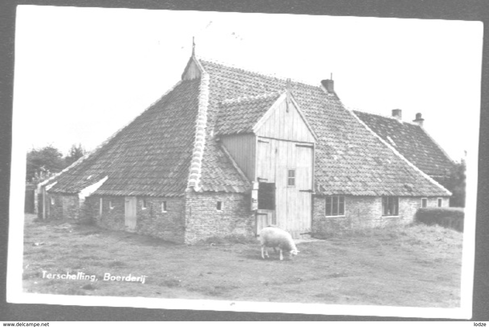 Nederland Holland Pays Bas Terschelling Boerderij En Schaap - Terschelling