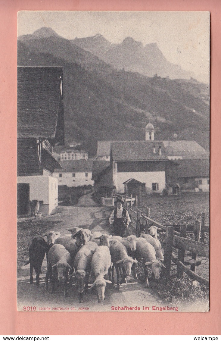 OUDE POSTKAART - ZWITSERLAND - SCHWEIZ -     ENGELBERG - SCHAFHERDE - Engelberg