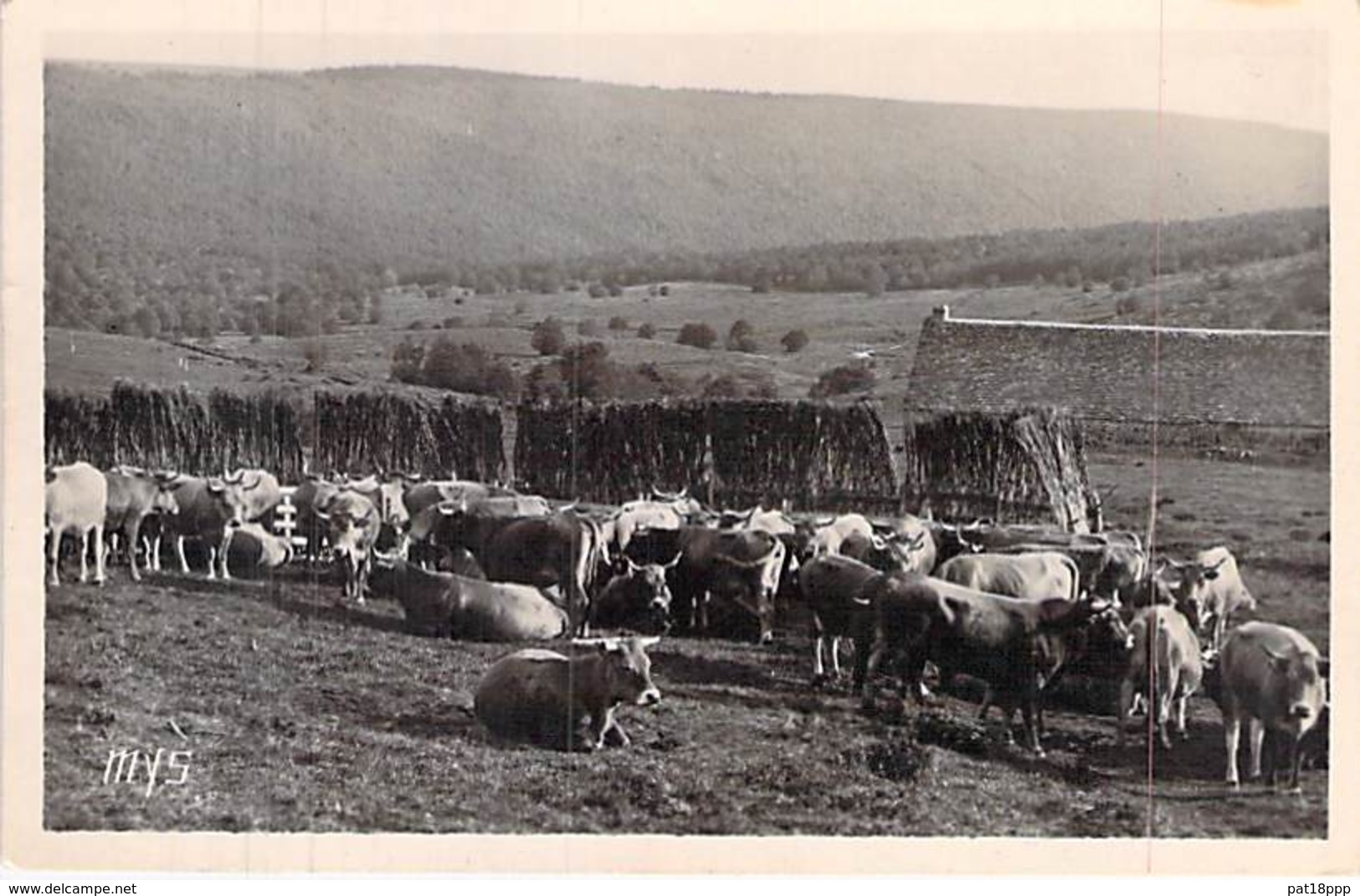 48 - Paturages Dans L'AUBRAC ( Important Troupeau De Vaches ) CPSM Photo Noir Blanc Format CPA - Lozère - Other & Unclassified