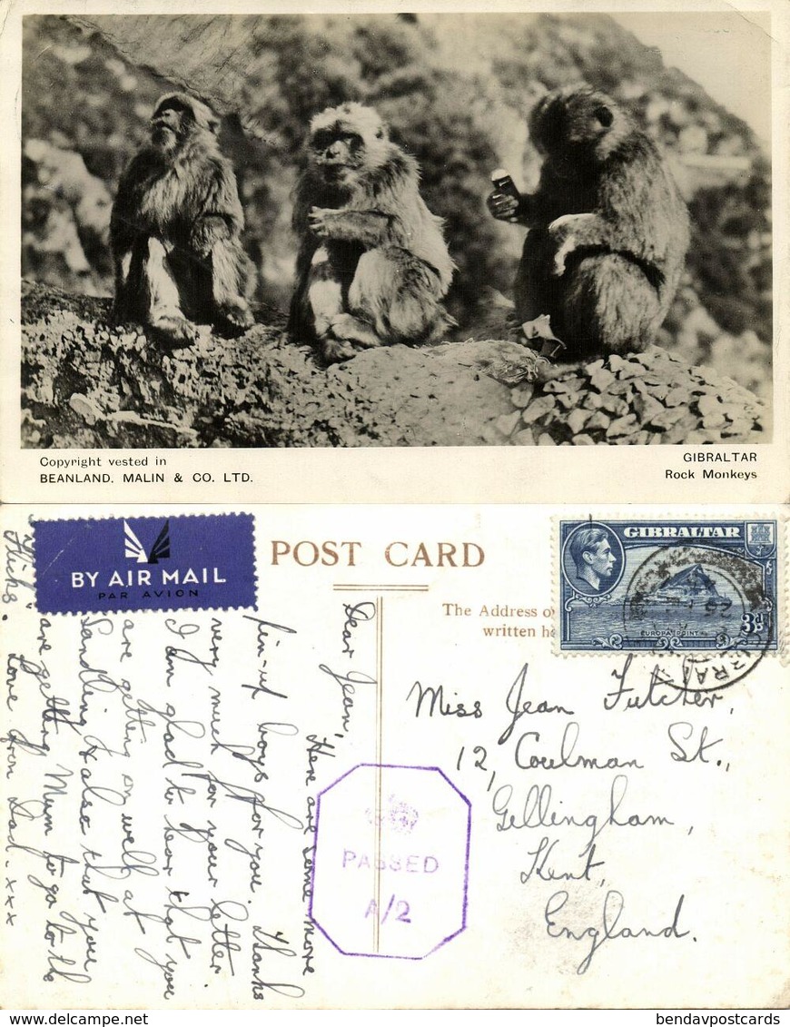 Gibraltar, Rock Monkeys (1945) RPPC Postcard Censor Cancel - Gibilterra