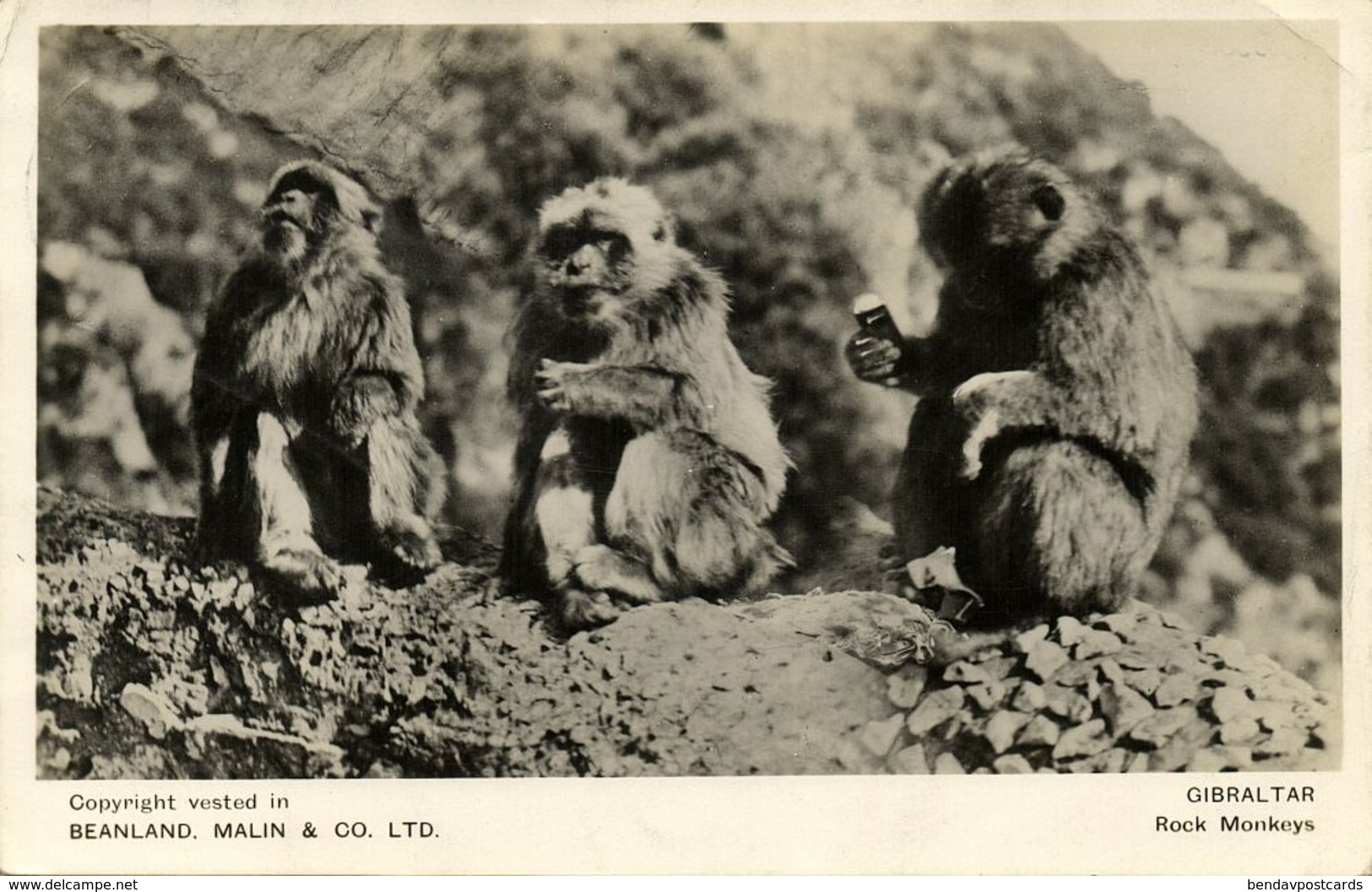 Gibraltar, Rock Monkeys (1945) RPPC Postcard Censor Cancel - Gibilterra