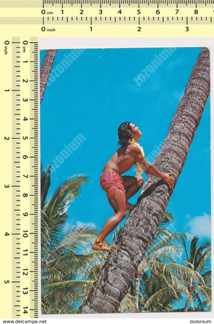 Waikiki Palm Tree Climber - Hawaii  Oahu, 1976 Stamp  OLD POSTCARD - Oahu