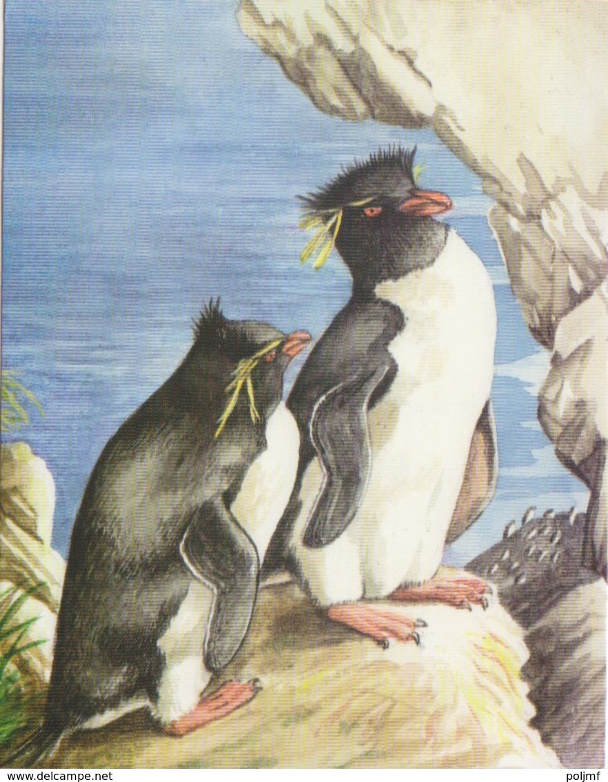 6 CP Neuves (Falkland Island) Manchots De Magellan Et Gorfou, Albatros, Cormoran, Otarie, Canard, Dessin Sonia Felton - Falklandeilanden