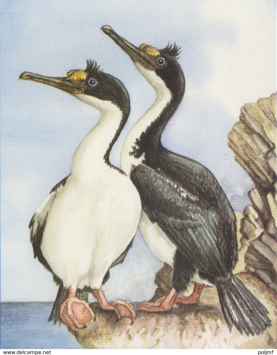 6 CP neuves (Falkland Island) Manchots de Magellan et Gorfou, albatros, cormoran, otarie, canard, dessin Sonia Felton