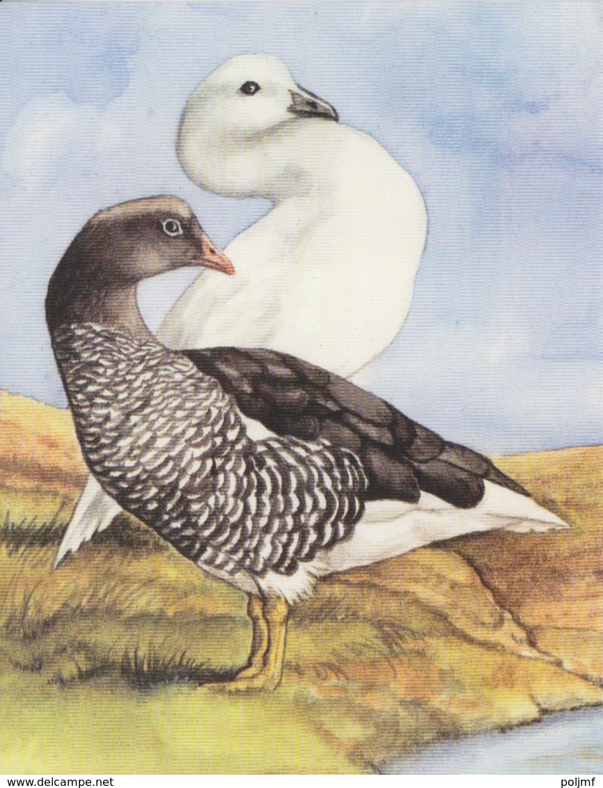 6 CP neuves (Falkland Island) Manchots de Magellan et Gorfou, albatros, cormoran, otarie, canard, dessin Sonia Felton