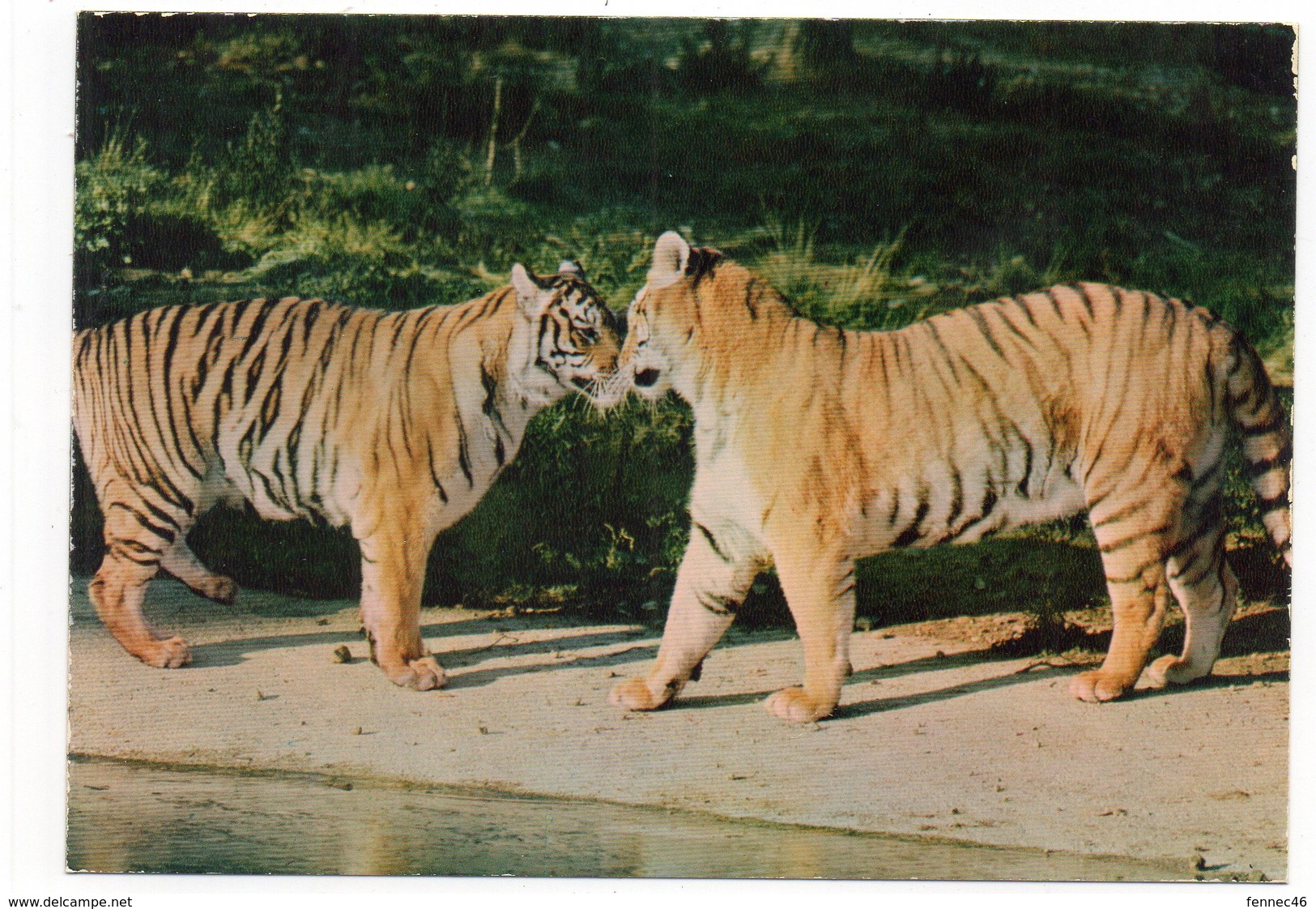 83 - Parc Zoologique De FRÉJUS - Les TIGRESSES (A6) - Tigri