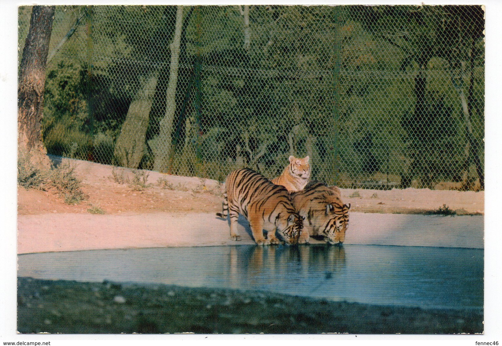 83 - Parc Zoologique De FRÉJUS - Les TIGRESSES Se Désaltérant  (A7) - Tigres