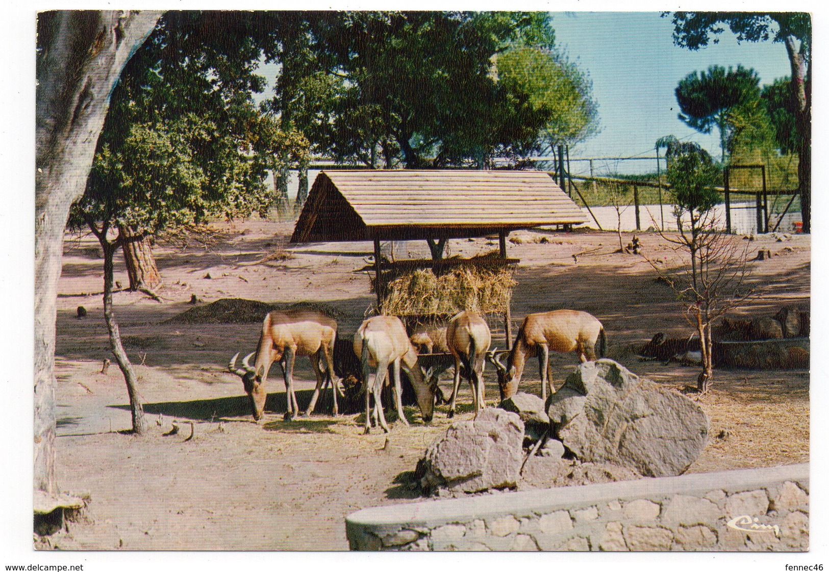 83 - Parc Zoologique De FRÉJUS - Les BUBALES (A8) - Altri & Non Classificati