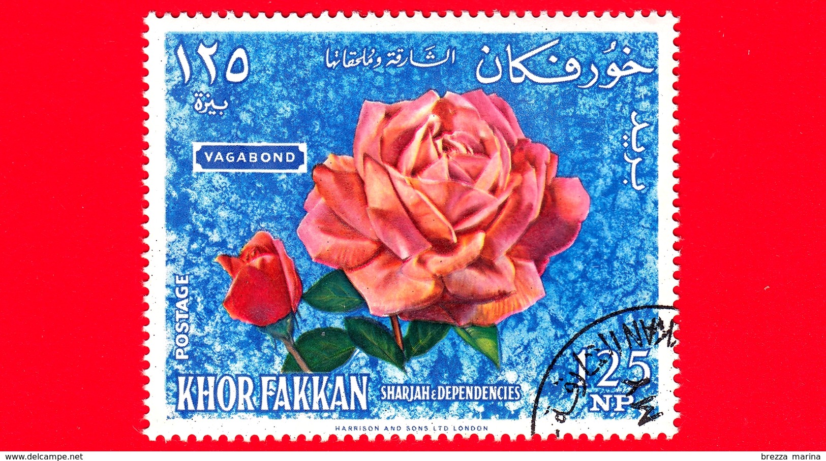 Khor Fakkan - 1966 - Fiori - Flowers - Fleurs - Rosa - Vagabond - 125 - Khor Fakkan