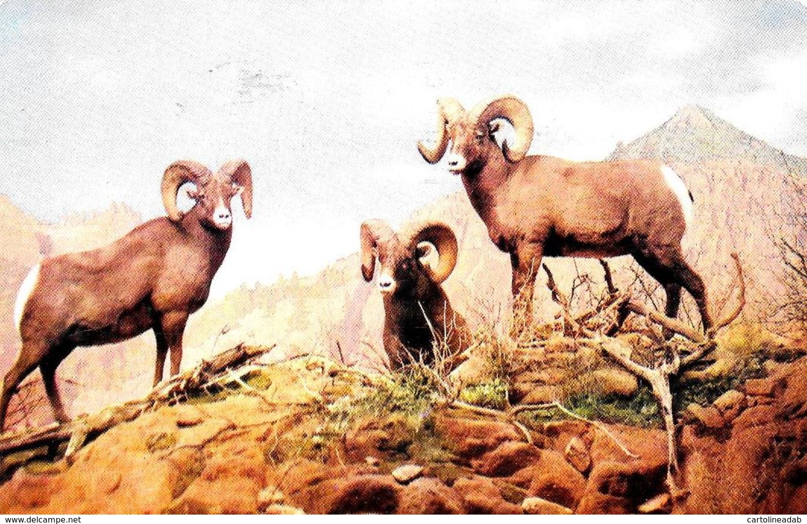 [DC12128] CPA - UNITED STATES - WYOMING - ROCKY MOUNTAIN BIG HORN SHEEP - PERFETTA - Viaggiata 1955 - Sheridan