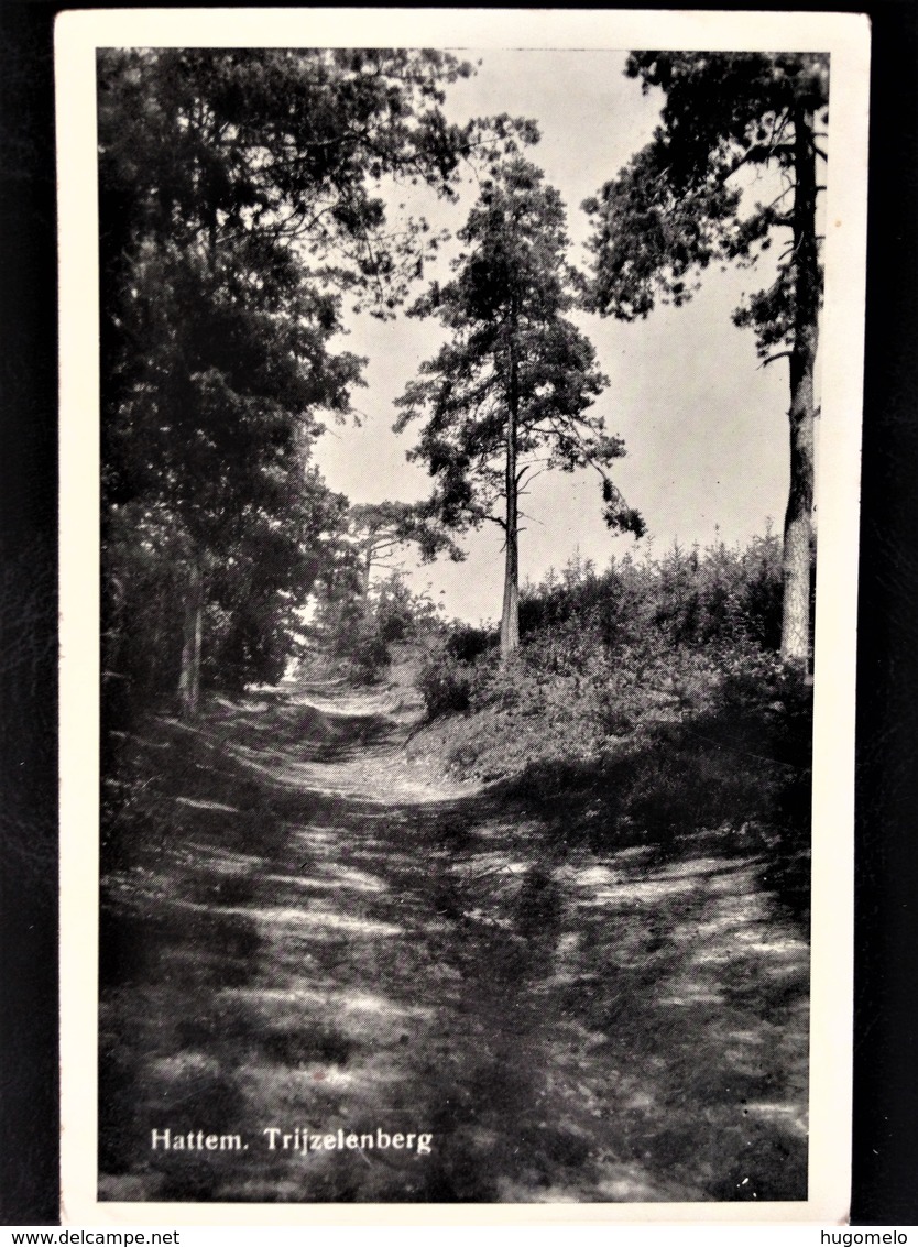 Netherlands, Circulated Postcard,  "Nature", "Landscapes", "'Hattem", 1957 - Hattem