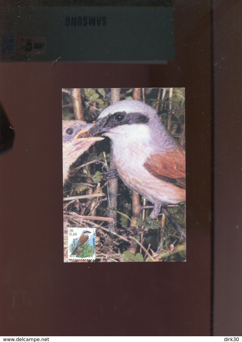 Belgie Buzin Vogels Birds 2885 Maximumkaart Gekleurd MB RR Bruxelles - 1991-2000
