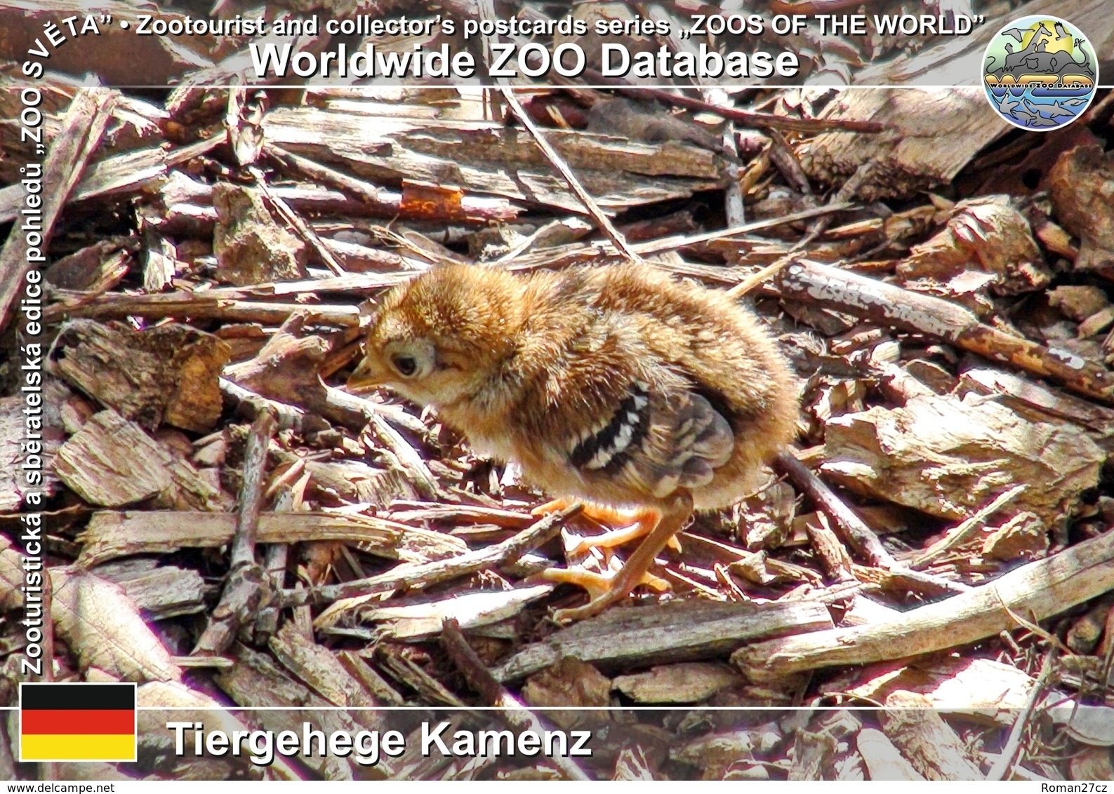360 Tiergehege Kamenz, DE - Silver Pheasant (Lophura Nycthemera) - Kamenz