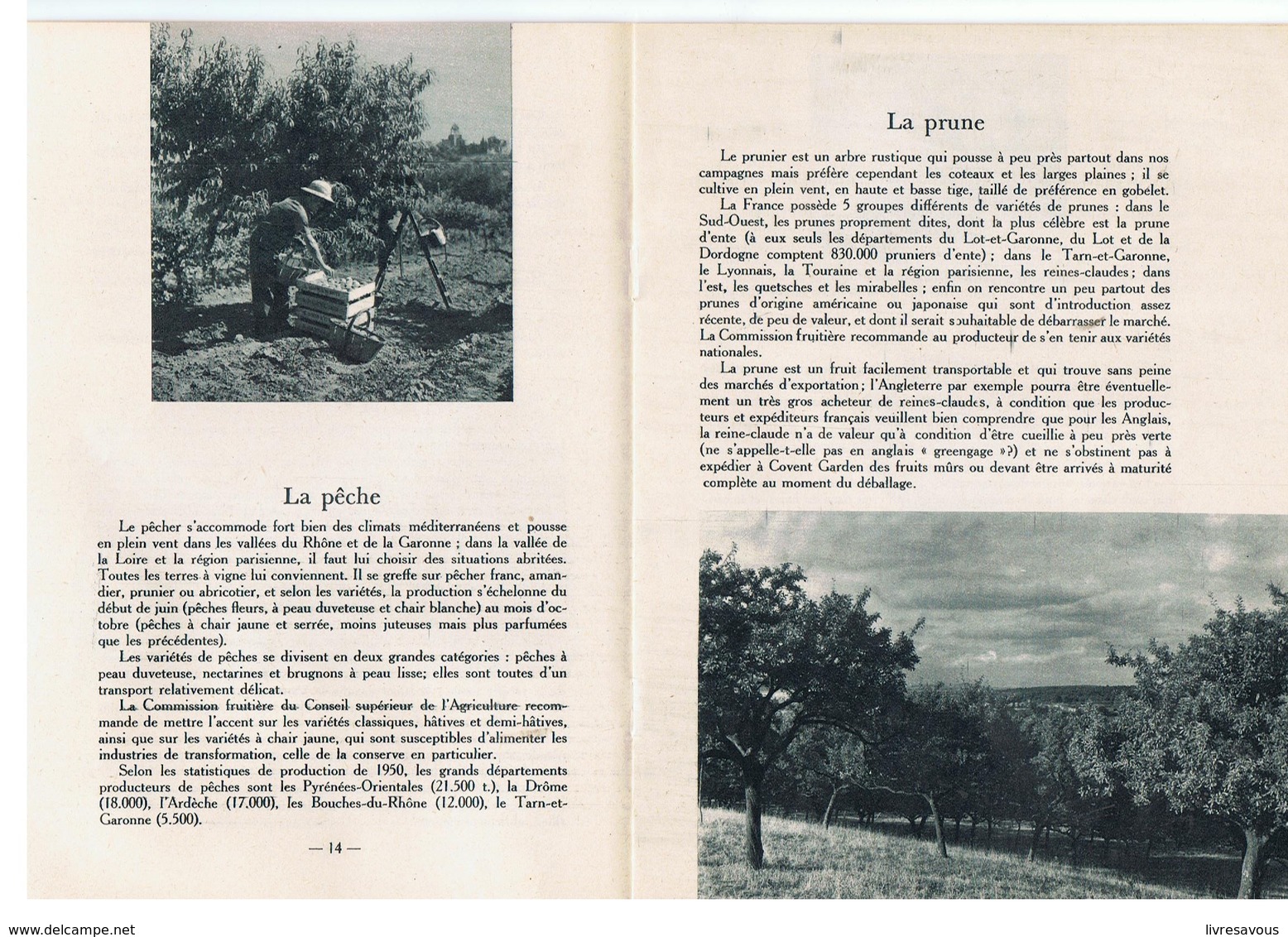 Scolaire La Documentation Française Illustrée N°63 De Mars 1952 Fruits De France - Culinaria & Vinos