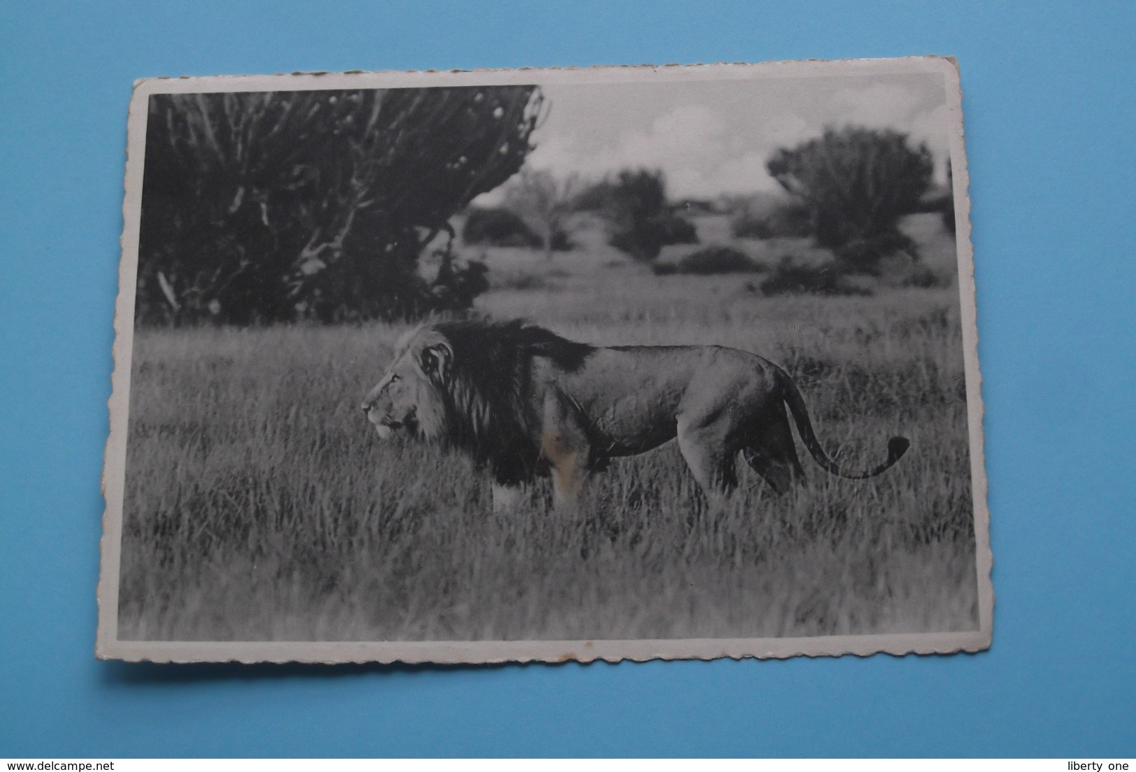 LION - Vitshumbi, Plain Of Lake Edward / Parc National Albert ( Zie/voir Photo / A. Dohmen ) Anno 19?? ! - Congo Belge