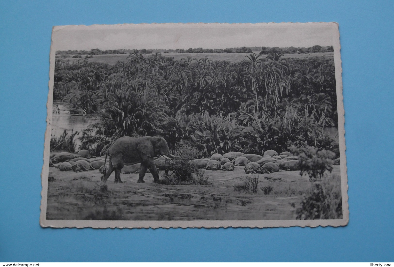 ELEPHANT & HIPPOPOTAMI - Bugugu, Plain Of Lake Edward / Parc National Albert ( Zie/voir Photo / A. Dohmen ) Anno 19?? ! - Congo Belge