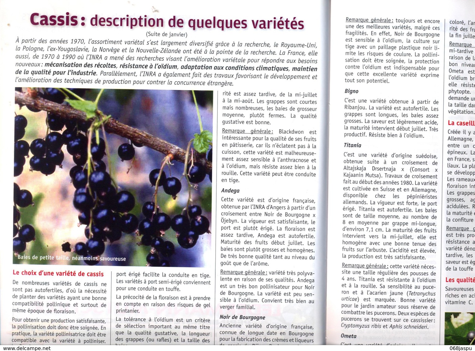 Revue Fruits Et Abeilles  Fevrier 2013 Theme Abeille Cassis - Garden