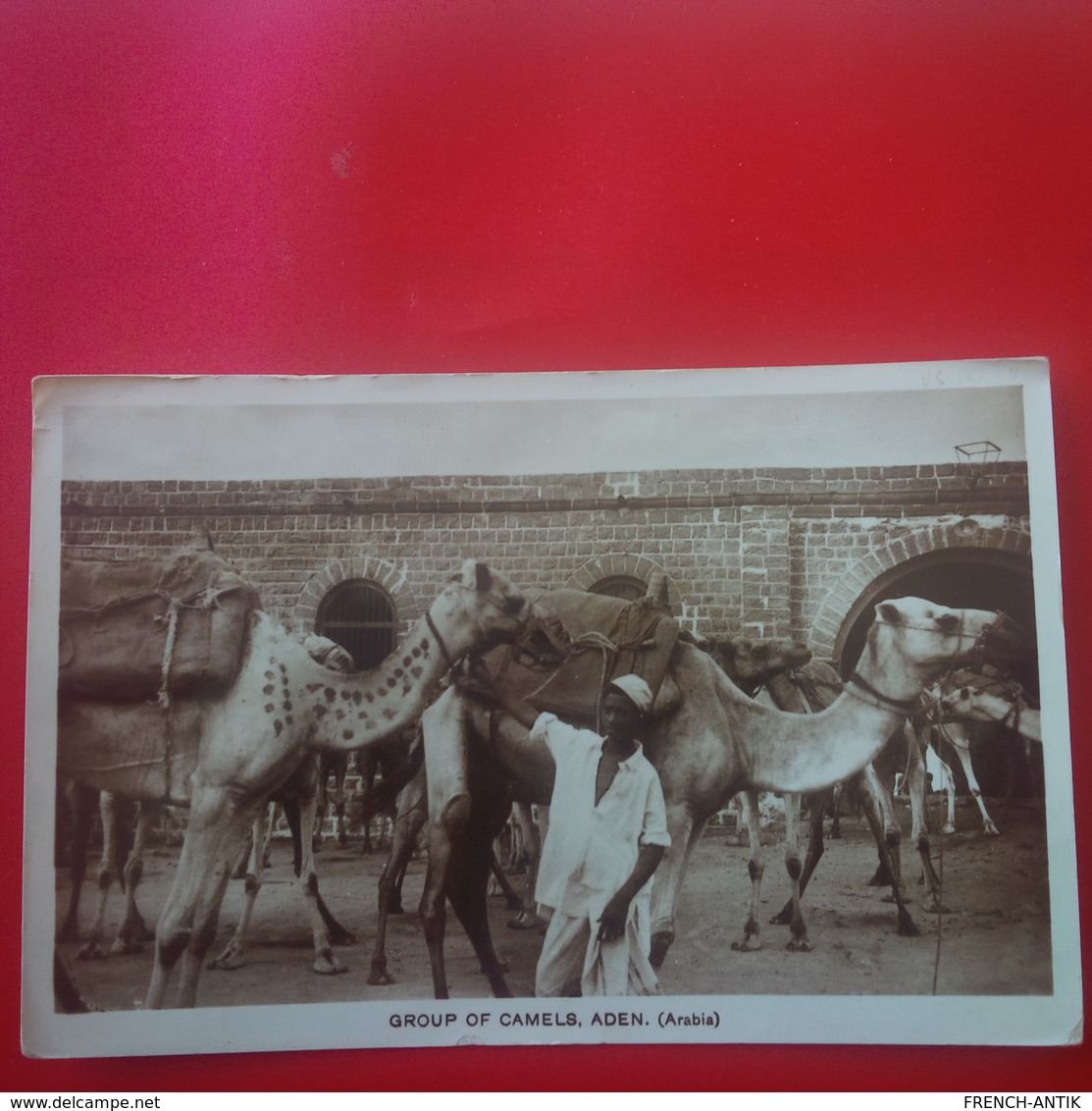 GROUP OF CAMELS ADEN CACHET MARITIME MARSEILLE A KOBE - Jemen