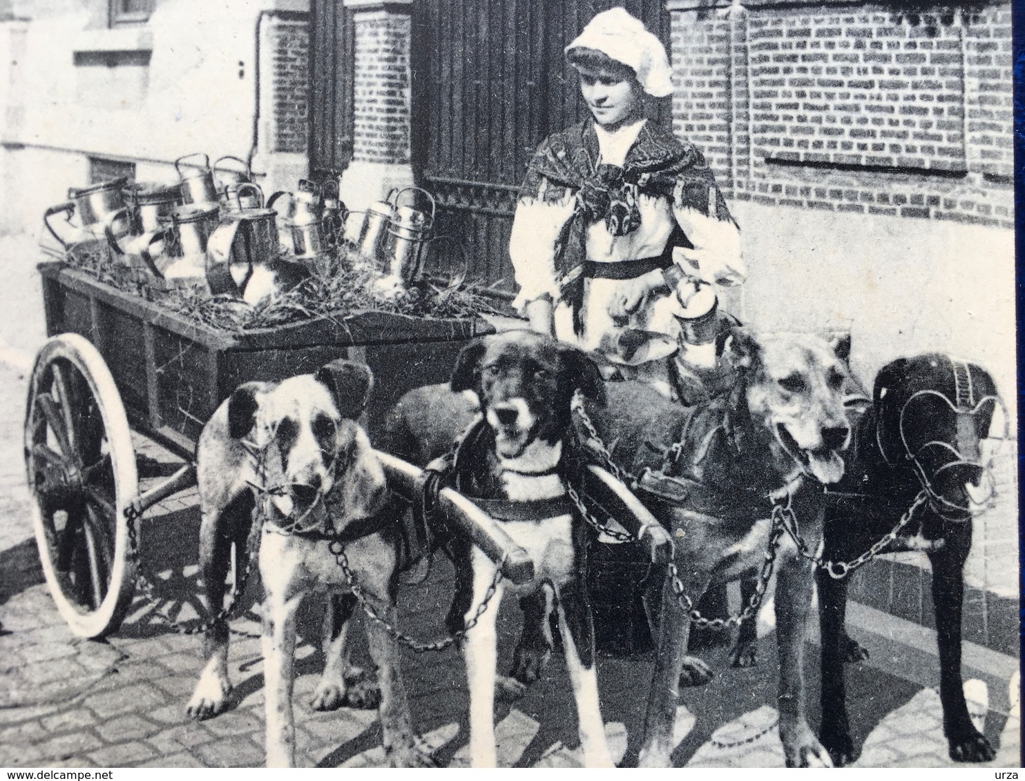 " Laitière Flamande Reçoit Une Contravention--attelage De Chiens "(2198)--cpa Pub - Artisanat