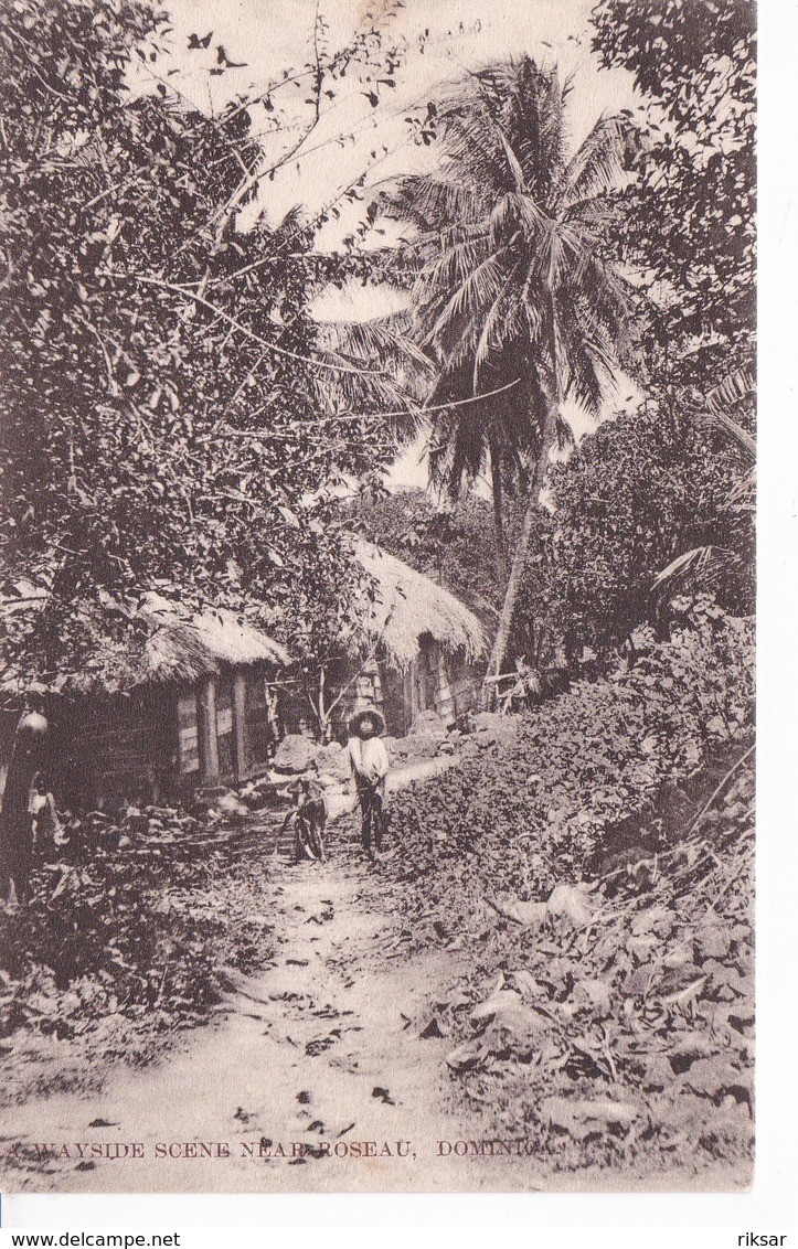 DOMINIQUE(ARBRE) - Dominica
