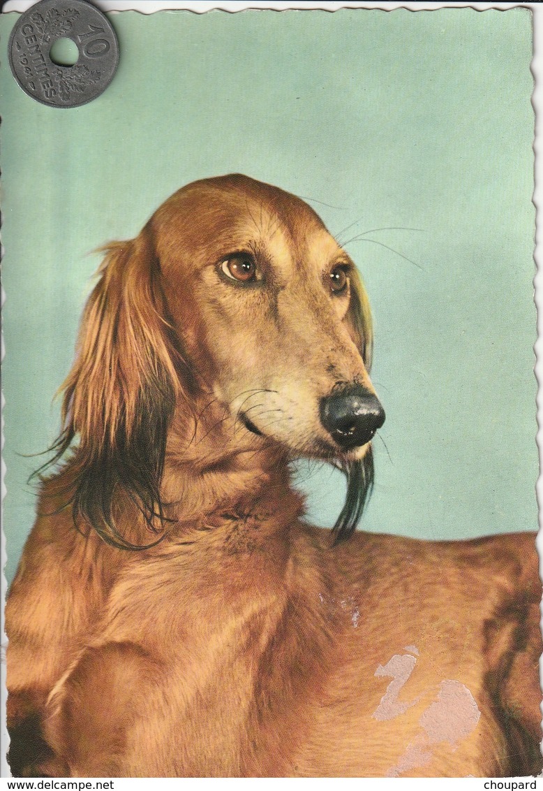 Carte Postale De Chien Lévrier Afghan - Dogs