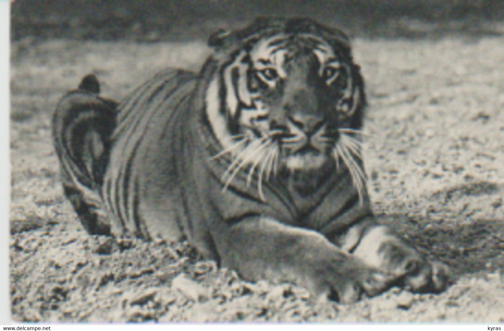 PARIS. Parc Zoologique  Du Bois De Vincennes  Un TIGRE DU BENGALE - Tigres