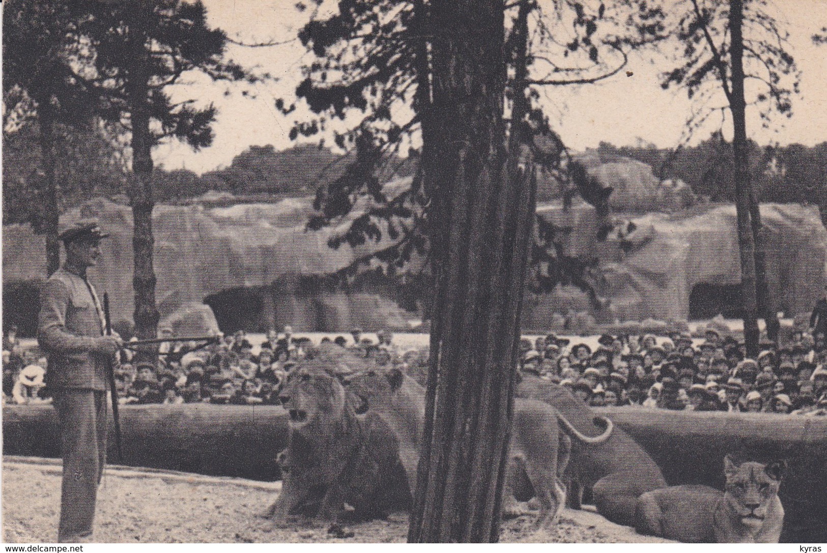 PARIS. Parc Zoologique Du Bois De Vincennes.  Le Travail Des LIONS Sur Leur Plateau - Lions