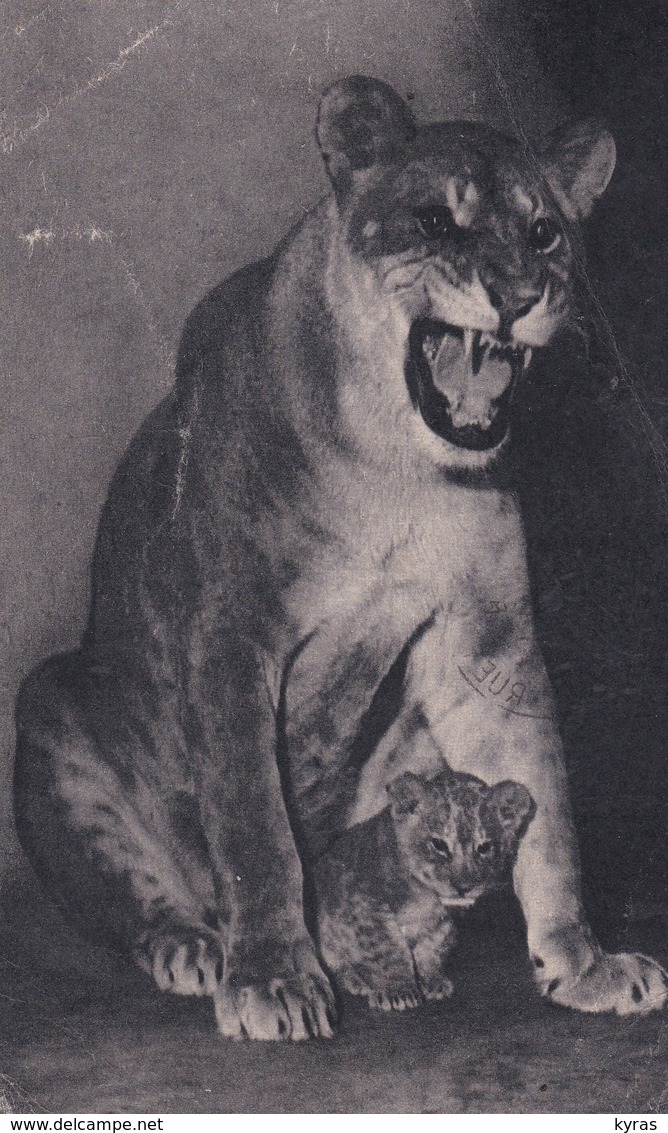 PARIS. Parc Zoologique Du Bois De Vincennes.  Une  LIONNE Et Son Petit - Lions