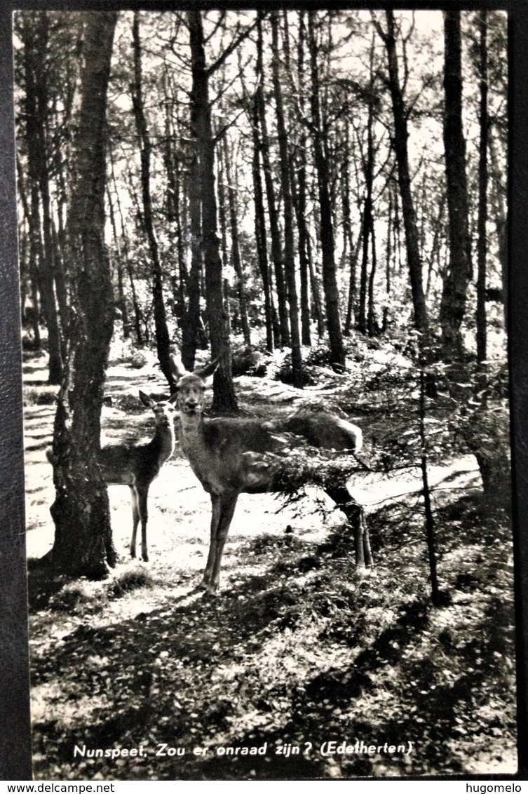 Netherlands, Circulated Postcard, "Nature", "Landscapes", "Fauna", "Nunspeet" - Nunspeet