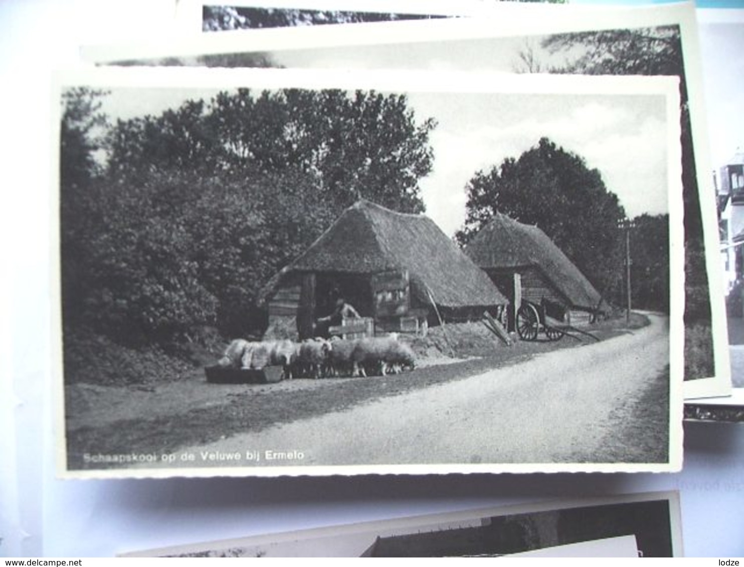 Nederland Holland Pays Bas Ermelo Met Herder En Schapen Bij Schaapskooi - Ermelo