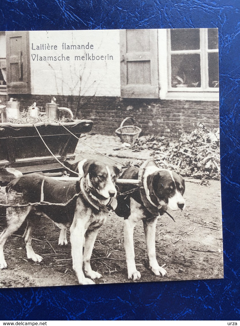 "Laitière Flamande Avec Attelage De Chien-Vlaamsche Melkboerin "(2223) - Ambachten