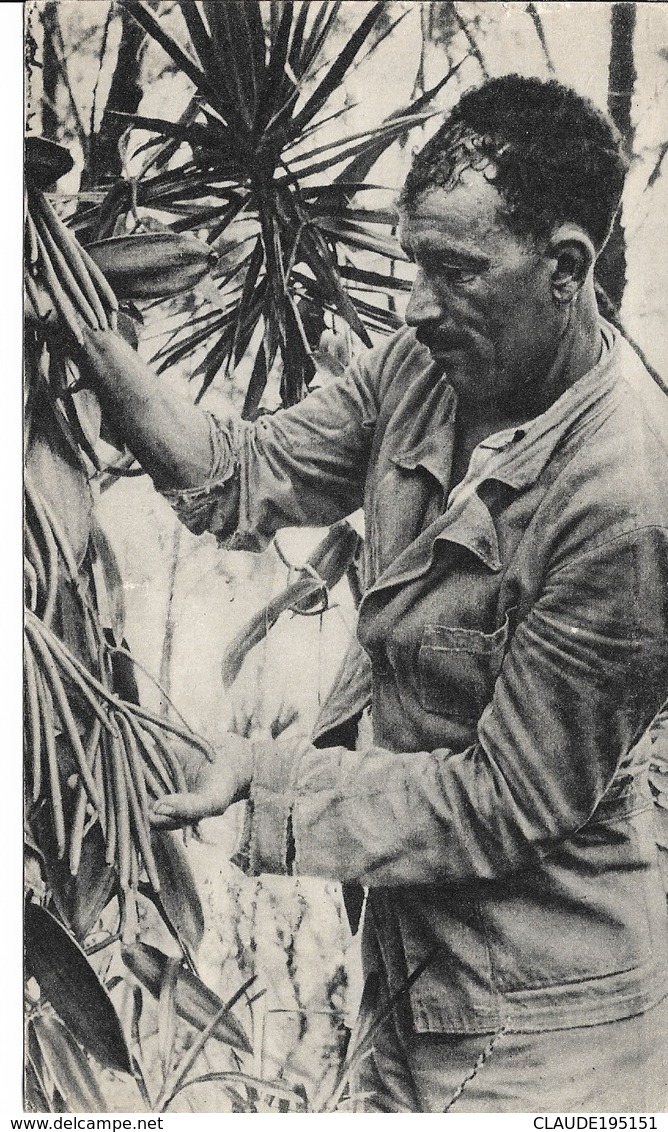 MAURICE    DANS LE SILLAGE DE BOUGAINVILLE    VANILLIER - Maurice