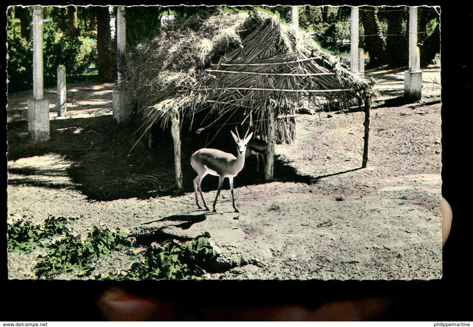 Colomb-Bechar : Gazelle Au Jardin Public - Lot De 2 CPSM - Bechar (Colomb Béchar)