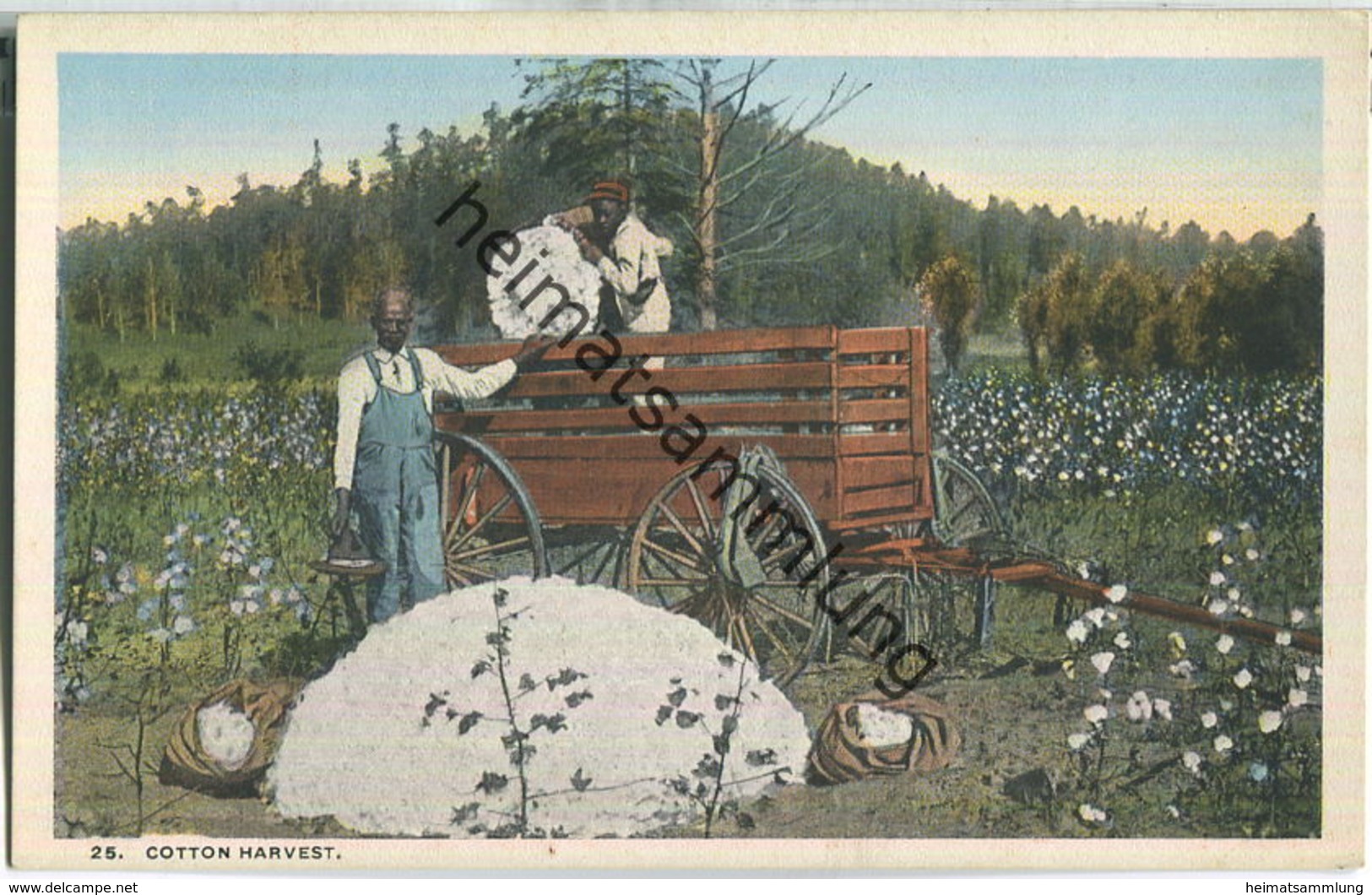 African-Americans - Cotton Harvest - Black Americana