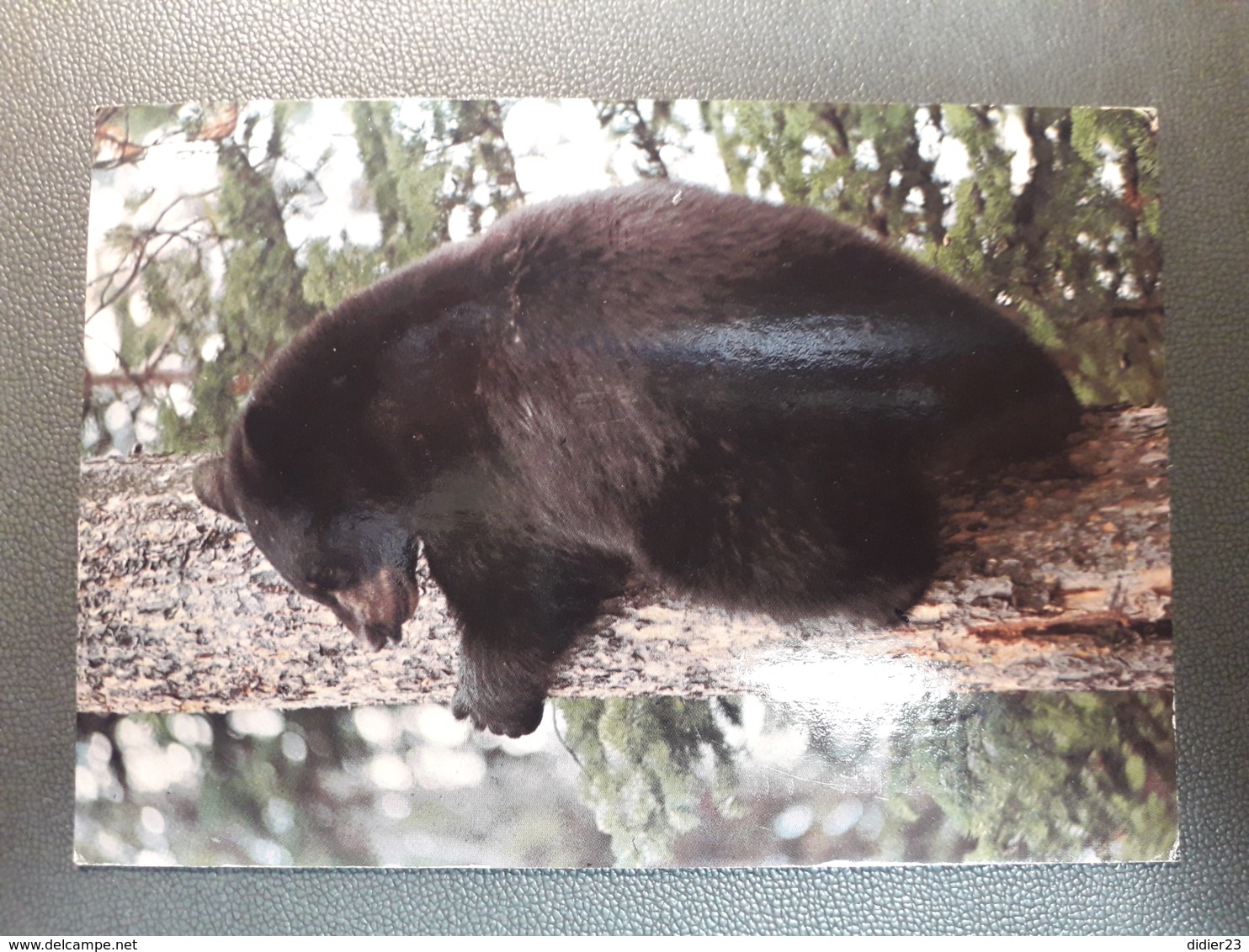 OURS AMERICAN BLAKC BEAR YELLOWSTONE NATIONAL PARK - Ours