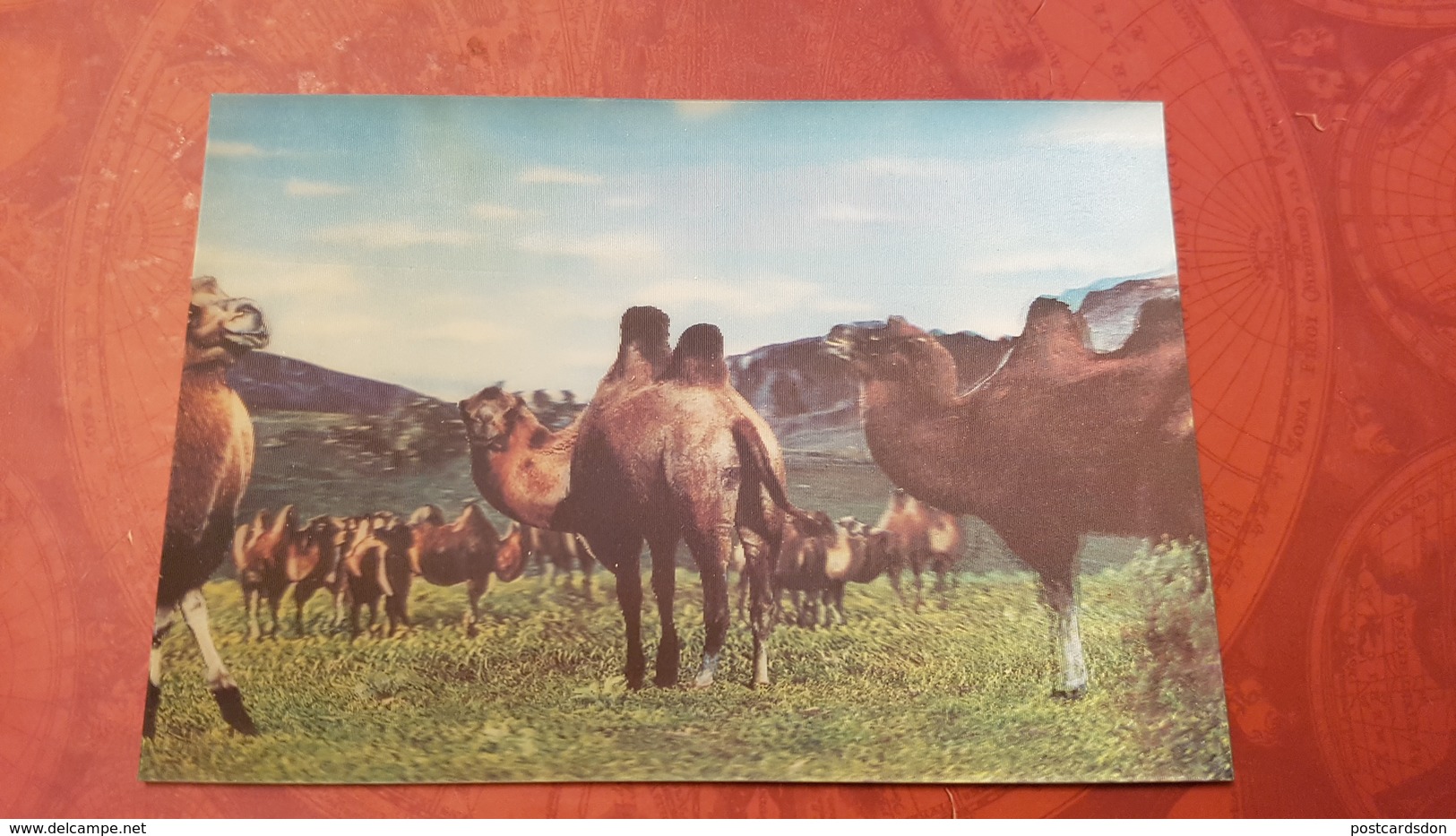 Old Postcard Mongolia Camels  1970s - Stereo 3D PC - Stereoscope Cards