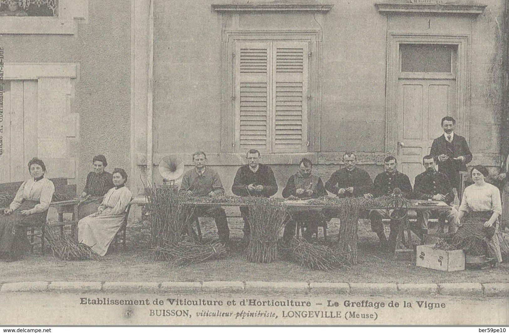 CARTES D'AUTREFOIS  TRAVAIL A LA CAMPAGNE  LORRAINE  LONGEVILLE  GREFFAGE DE LA VIGNE - Lorraine